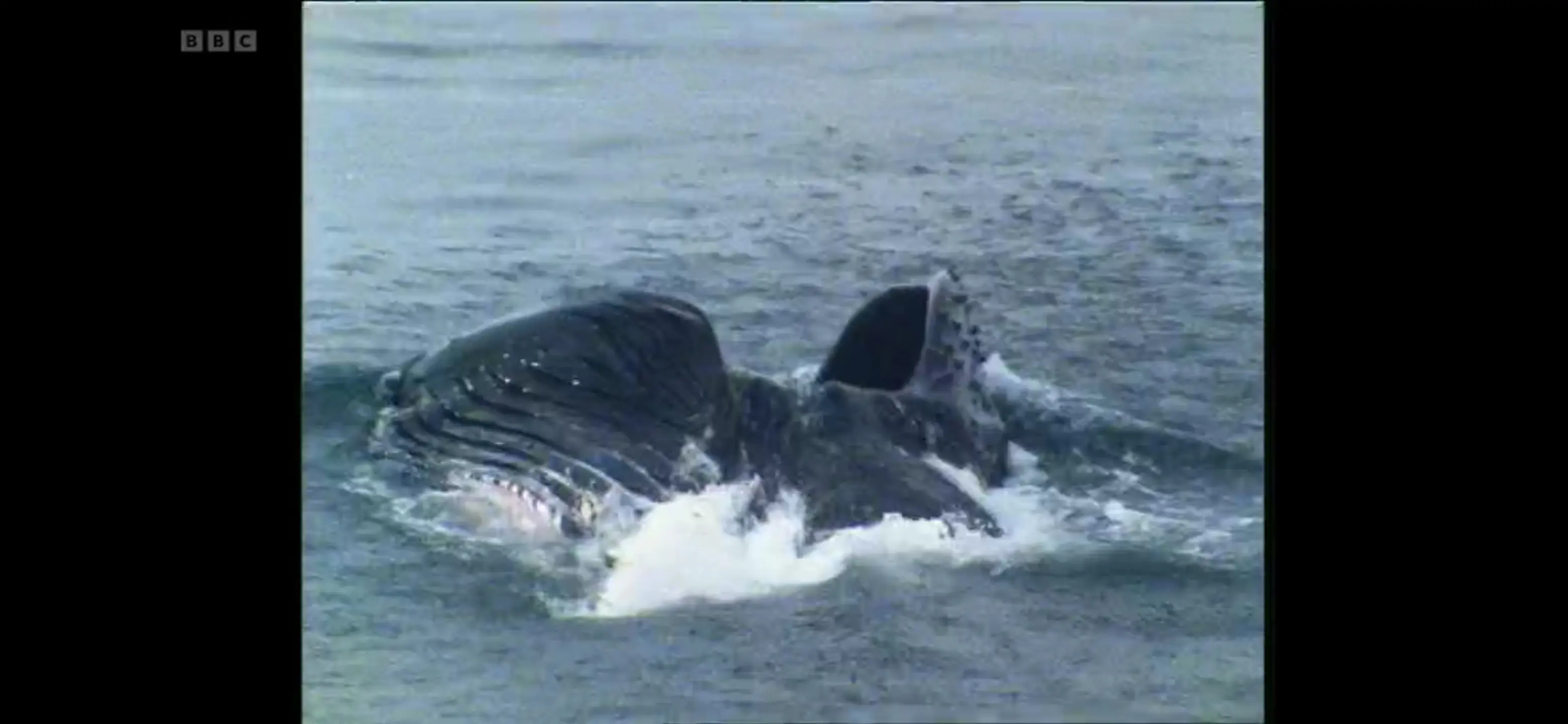 Humpback whale (Megaptera novaeangliae) as shown in Life in the Freezer - The Bountiful Sea